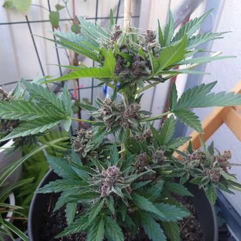 Arrakis growlog timeline photo