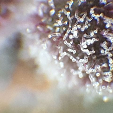 Arrakis growlog timeline photo