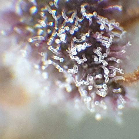 Arrakis growlog timeline photo