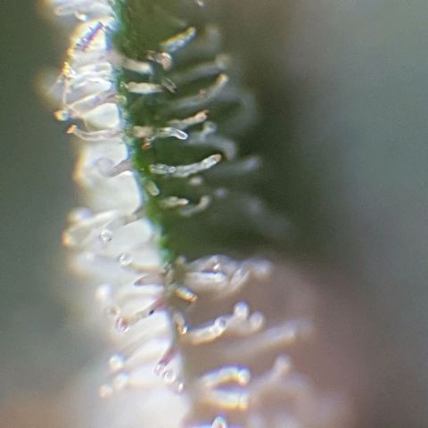 Arrakis growlog timeline photo