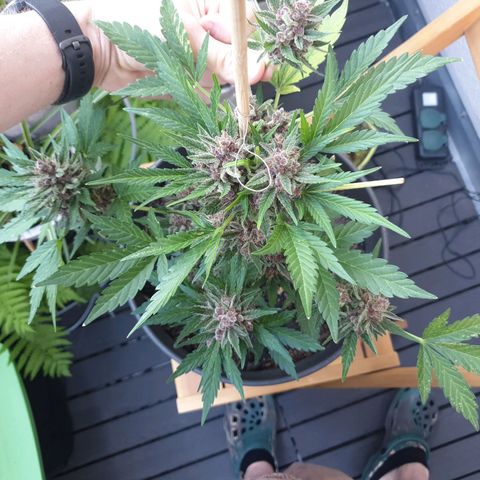 Arrakis growlog timeline photo