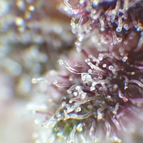 Arrakis growlog timeline photo