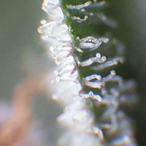 Arrakis growlog timeline photo