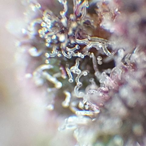 Arrakis growlog timeline photo