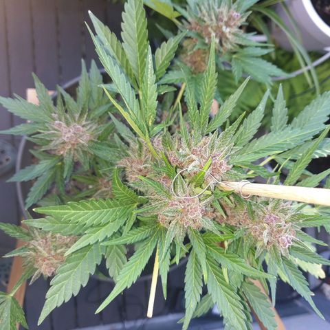 Arrakis growlog timeline photo