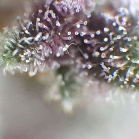 Arrakis growlog timeline photo