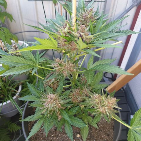 Arrakis growlog timeline photo