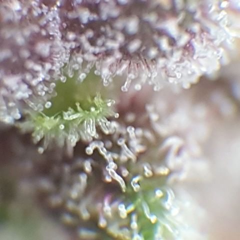 Arrakis growlog timeline photo