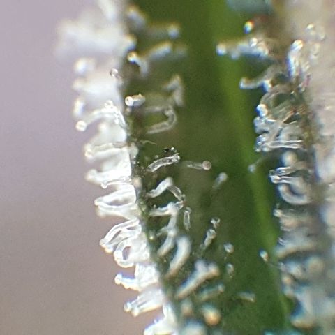 Arrakis growlog timeline photo