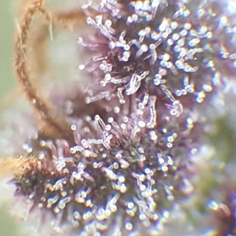 Arrakis growlog timeline photo