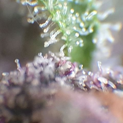 Arrakis growlog timeline photo