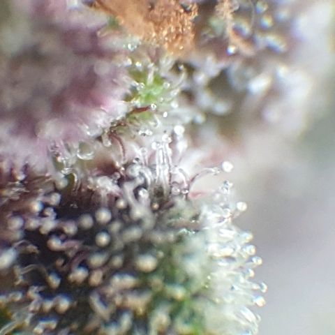 Arrakis growlog timeline photo