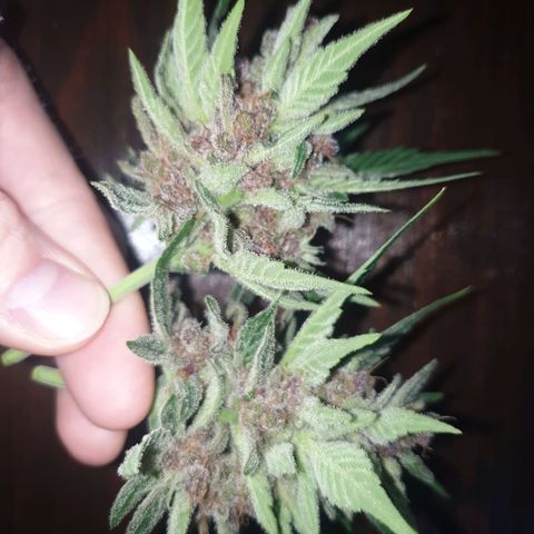 Arrakis growlog timeline photo