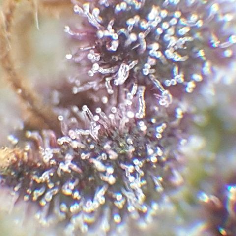 Arrakis growlog timeline photo