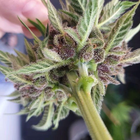 Arrakis growlog timeline photo