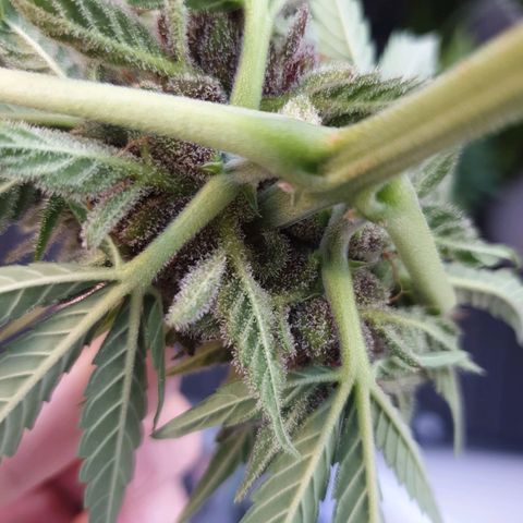 Arrakis growlog timeline photo