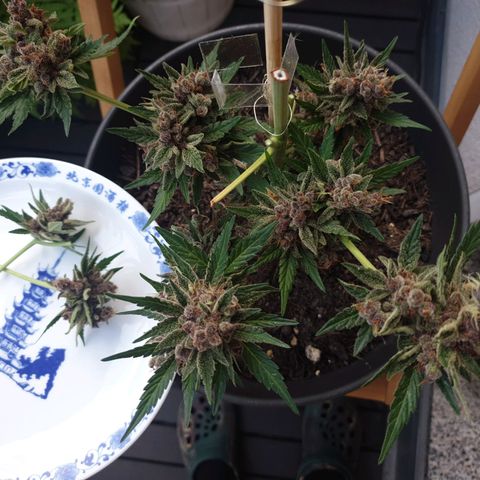 Arrakis growlog photo: Fast komplett abgeerntet. 2 männliche Blüten?! entdeckt.