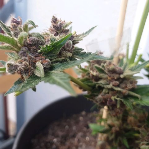 Arrakis growlog photo: Fast komplett abgeerntet. 2 männliche Blüten?! entdeckt.