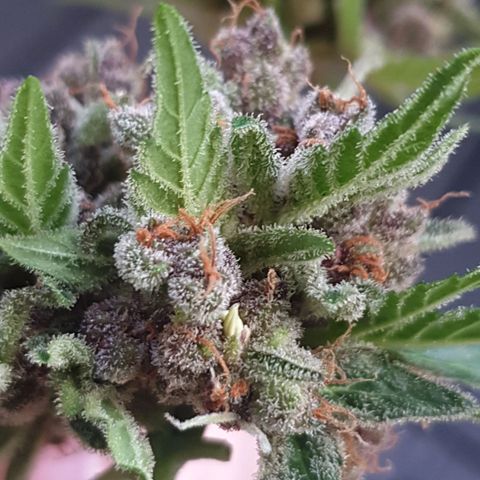 Arrakis growlog photo: Fast komplett abgeerntet. 2 männliche Blüten?! entdeckt.