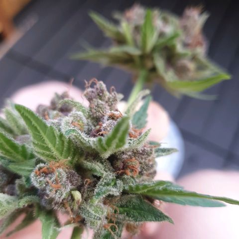 Arrakis growlog photo: Fast komplett abgeerntet. 2 männliche Blüten?! entdeckt.