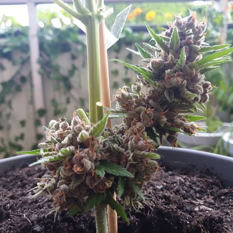 Arrakis growlog photo: Fast komplett abgeerntet. 2 männliche Blüten?! entdeckt.