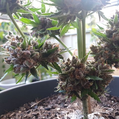 Arrakis growlog photo: Fast komplett abgeerntet. 2 männliche Blüten?! entdeckt.