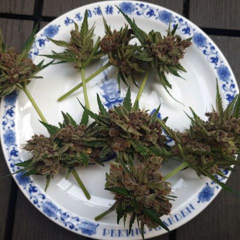 Arrakis growlog photo: Fast komplett abgeerntet. 2 männliche Blüten?! entdeckt.