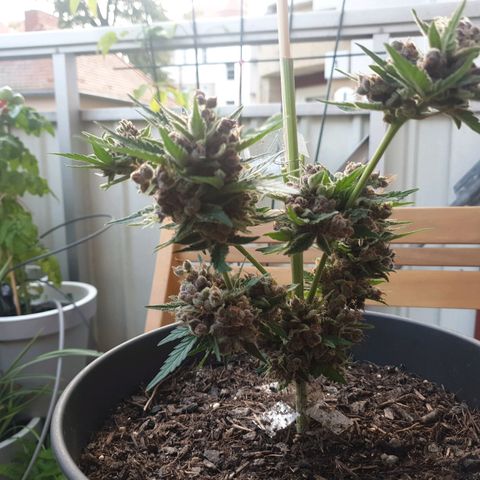 Arrakis growlog photo: Fast komplett abgeerntet. 2 männliche Blüten?! entdeckt.