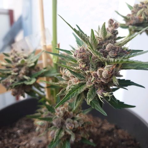 Arrakis growlog photo: Fast komplett abgeerntet. 2 männliche Blüten?! entdeckt.