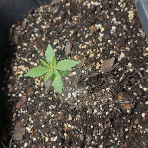 Nieve Roja growlog timeline photo