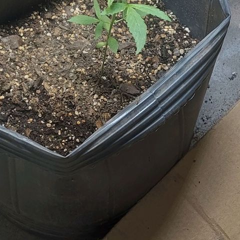 Nieve Roja growlog timeline photo