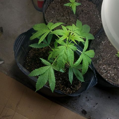 Nieve Roja growlog timeline photo