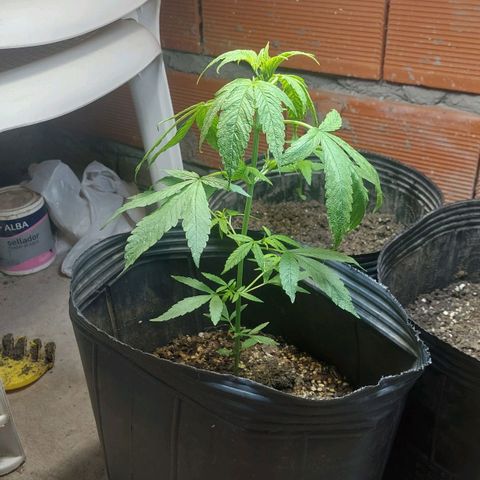 Nieve Roja growlog timeline photo