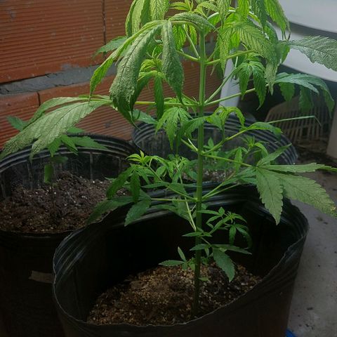 Nieve Roja growlog timeline photo