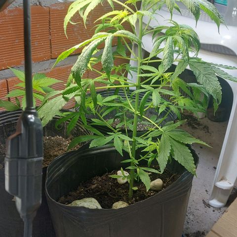 Nieve Roja growlog timeline photo