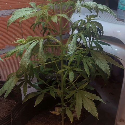 Nieve Roja growlog timeline photo