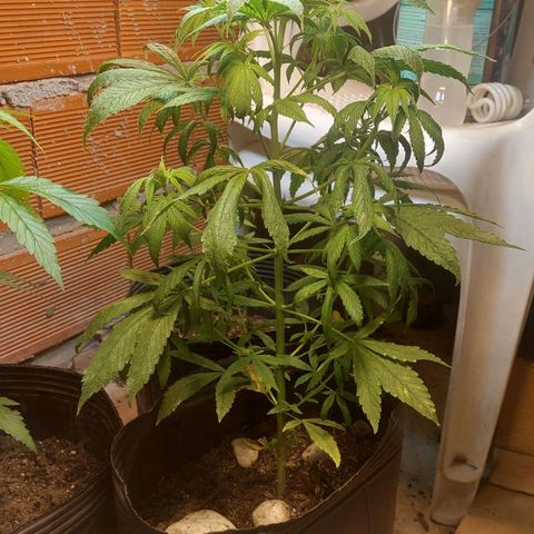 Nieve Roja growlog timeline photo