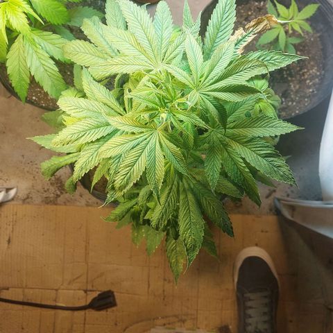 Nieve Roja growlog timeline photo