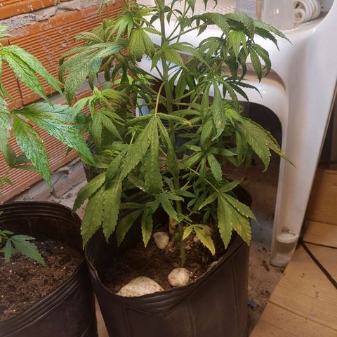 Nieve Roja growlog timeline photo