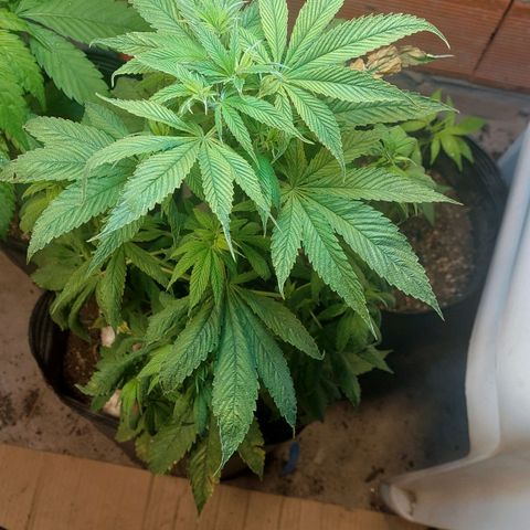 Nieve Roja growlog timeline photo