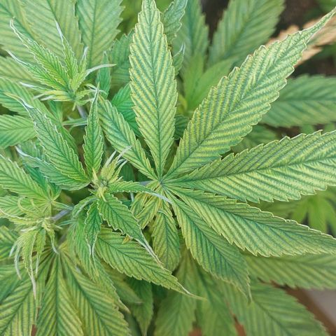 Nieve Roja growlog timeline photo