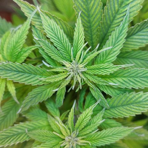 Nieve Roja growlog photo: Comenzó la etapa de Floración 