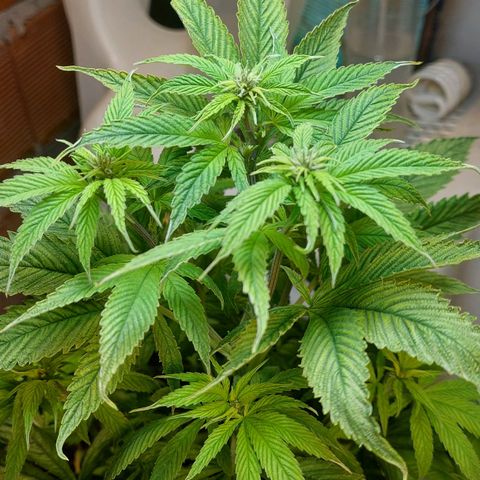 Nieve Roja growlog photo: Comenzó la etapa de Floración 