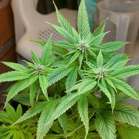 Nieve Roja growlog timeline photo
