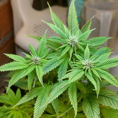 Nieve Roja growlog timeline photo