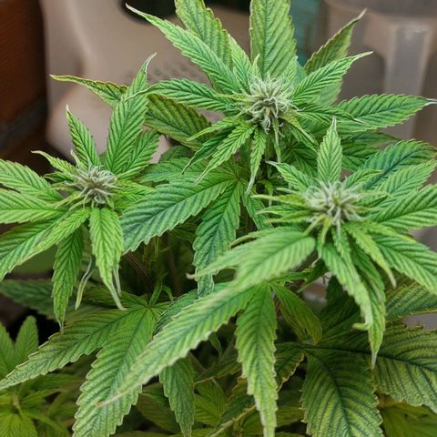 Nieve Roja growlog timeline photo