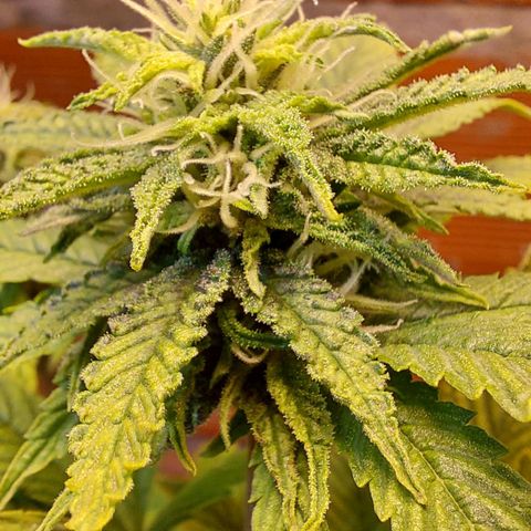 Nieve Roja growlog timeline photo
