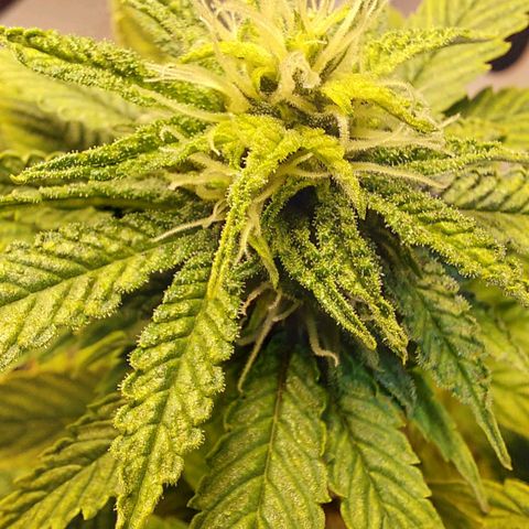 Nieve Roja growlog timeline photo