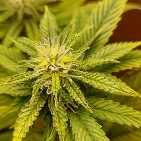 Nieve Roja growlog timeline photo