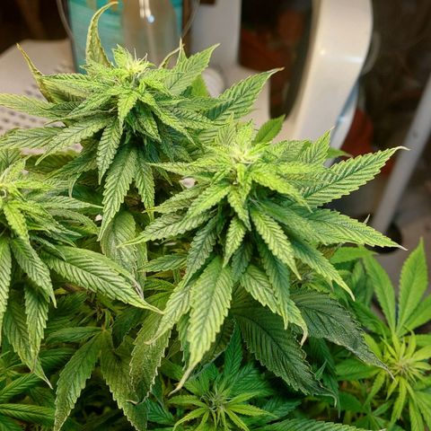 Nieve Roja growlog timeline photo
